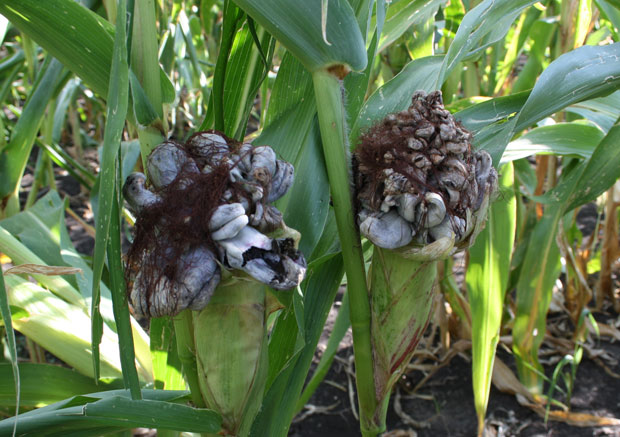 ���������� ������� ��������, ������������ Ustilago zeae (Beckm) Unger.