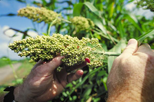 This image is a work of a United States Department of Agriculture employee, taken or made during the course of the persons official duties. As a work of the U.S. federal government, the image is in the public domain.
